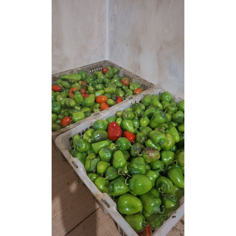 cabe bendot/gendot segar 1kg buah harga promo