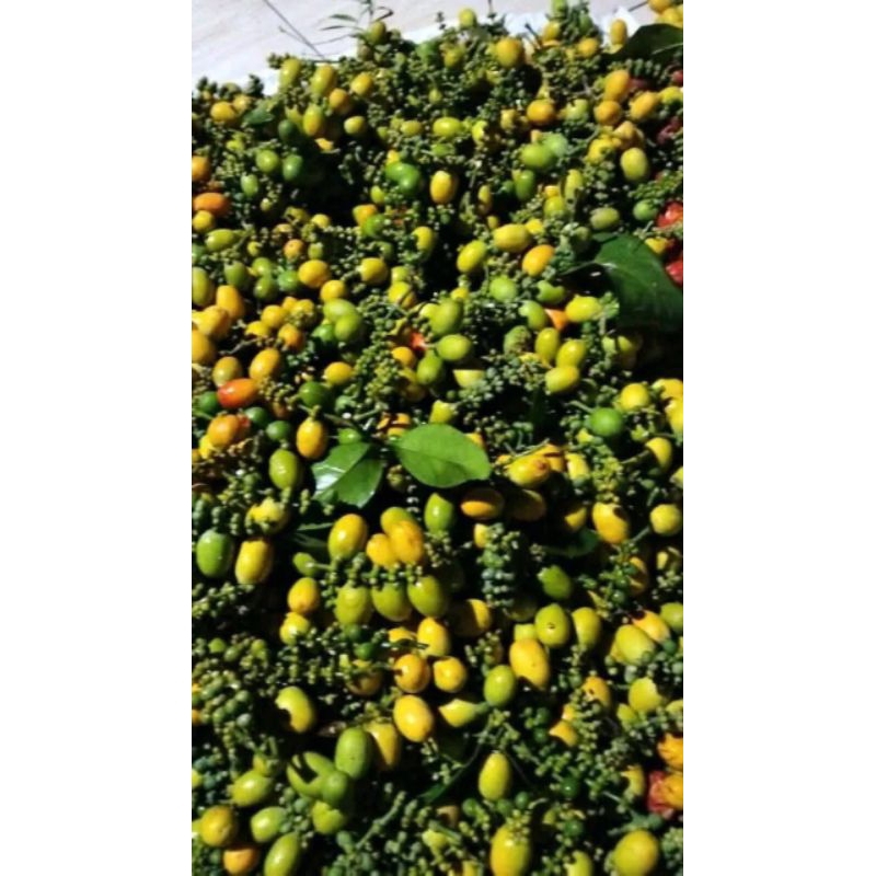 

Buah melinjo -Tangkil fresh 1kg