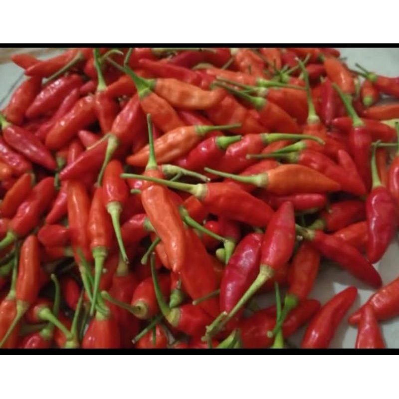 

cabe rawit merah 1kg