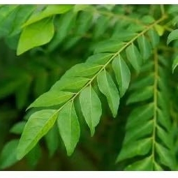 

daun kari