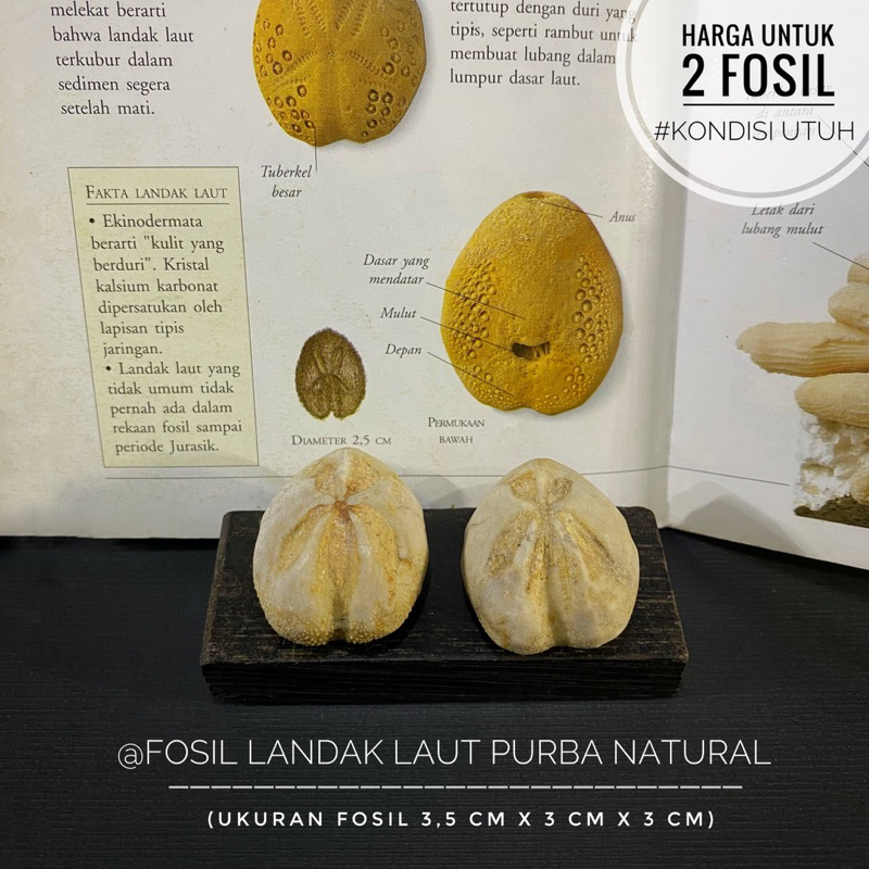 Fosil Landak Laut Purba B24 atau Fossil Sea Urchin atau Fosil Bintang Laut atau Fosil Temuan atau Fo