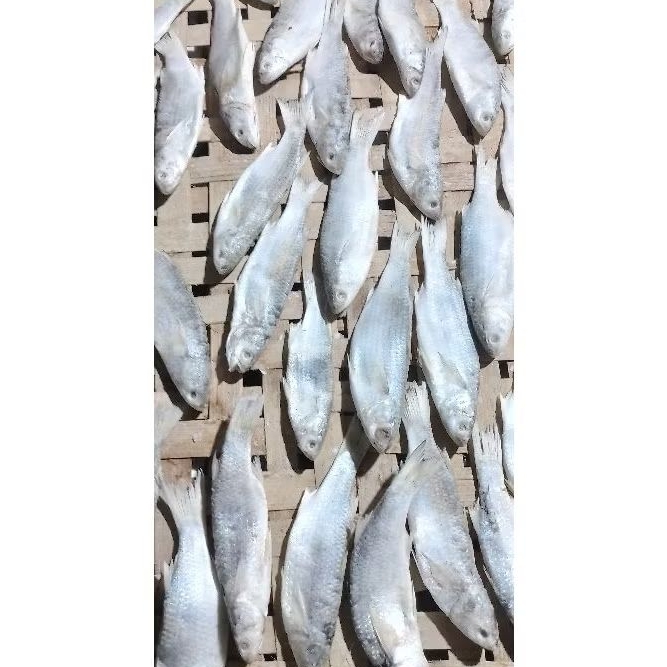 

1000.GRAM.IKAN.ASIN.BELANAK.