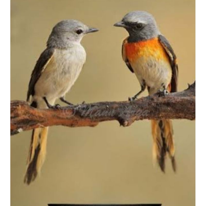 burung mantenan mini