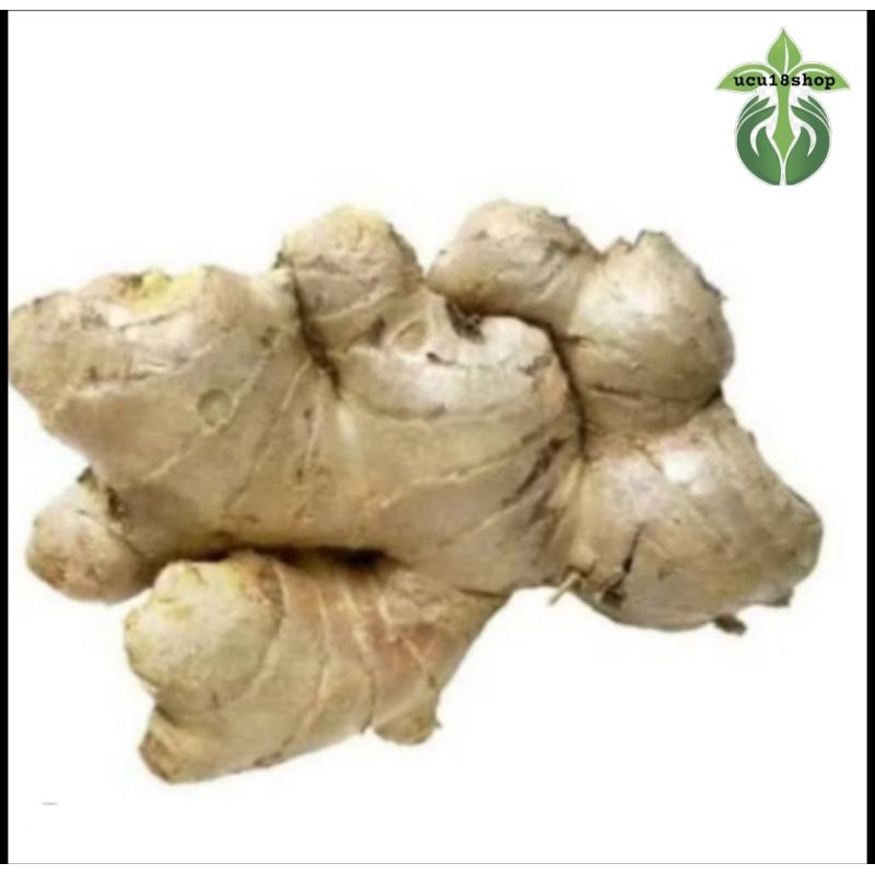 

Jahe emrprit segar/jahe gajah tua per (1kg) murah