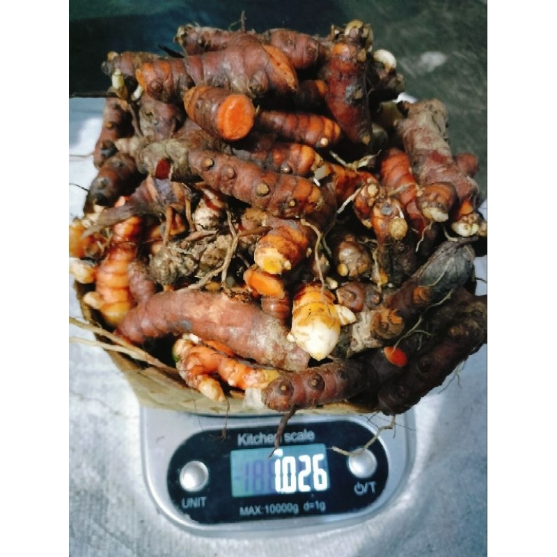 

Kunyit fres, kunyit jamu masak dan jamu kunyit tua kunyit besar