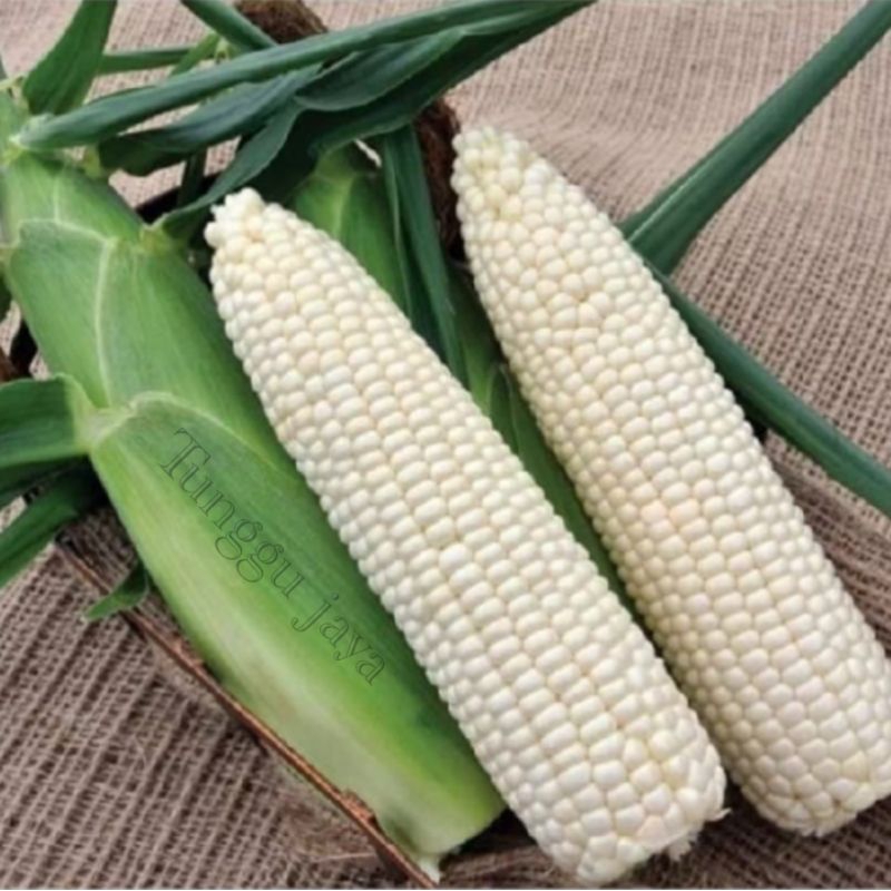 BENIH JAGUNG PUTIH 250 GRAM  Bibit Jagung Pulut Manis Hibrida tekstur lembut pulen