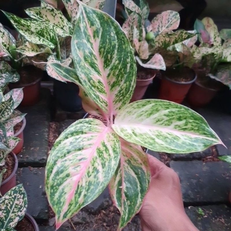 aglonema bidadari