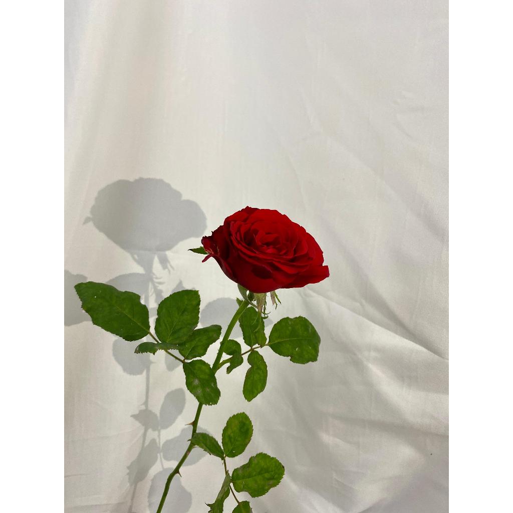 Bunga Mawar Potong Fresh Warna Merah Sexy Red Grade B/ Bunga Mawar Perpotong/ Bunga Mawar Pertangkai