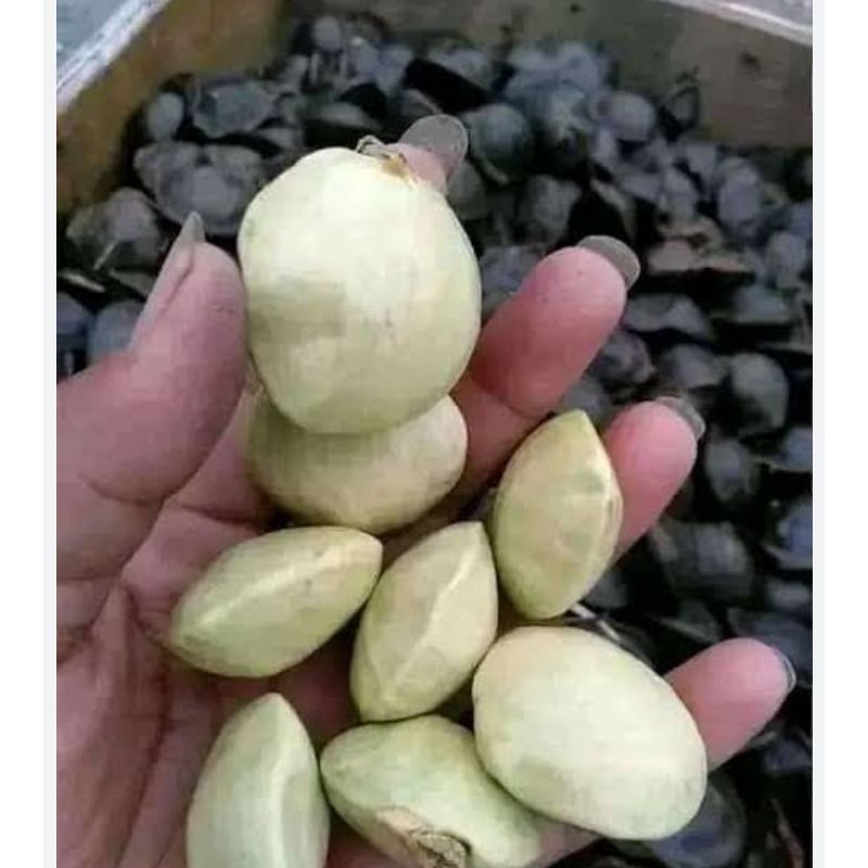 

1KGJENGKOL MUDA JENGKOL COEL.masih ada cangkangnya