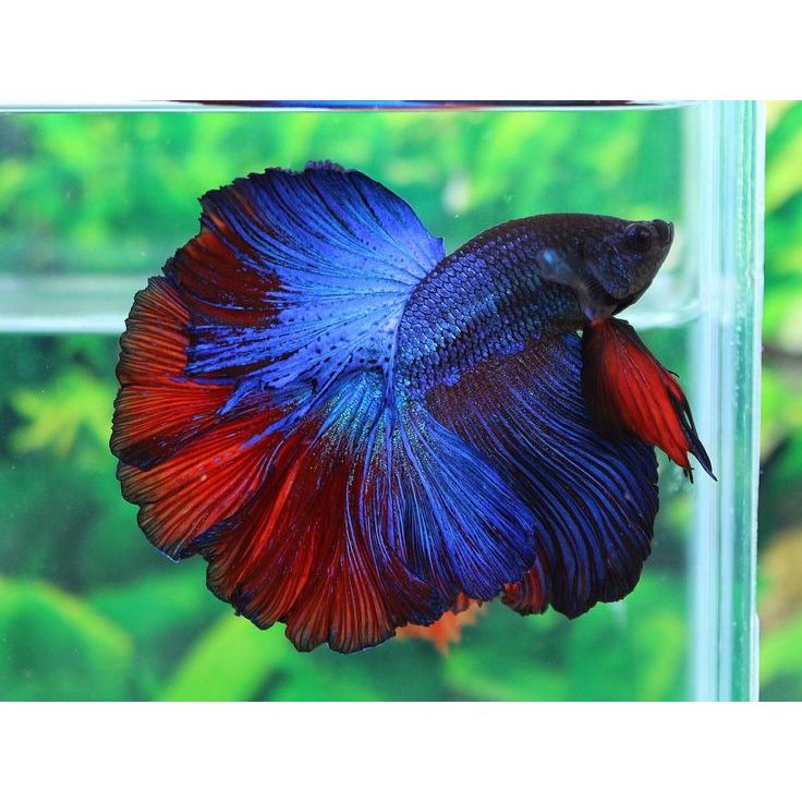 Hiasan Aquarium Cupang Half Moon Multicolor Grade A / Cupang HM / Cupang Butterfly