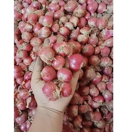 

BAWANG MERAH BREBES 1KG MURAH