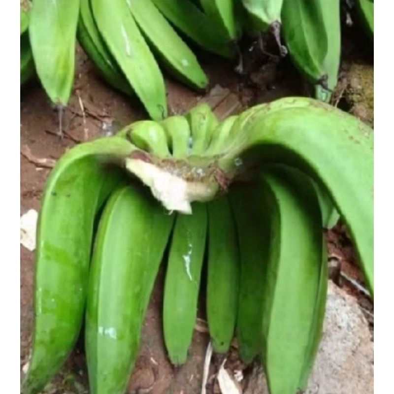

Pisang raja nangka