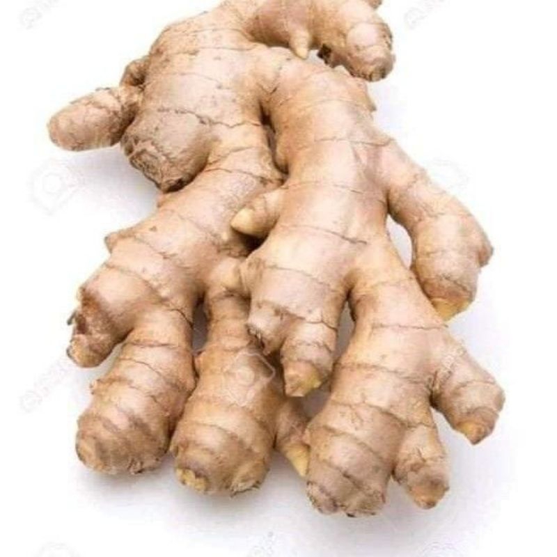 

jahe presh dan segar 35.000