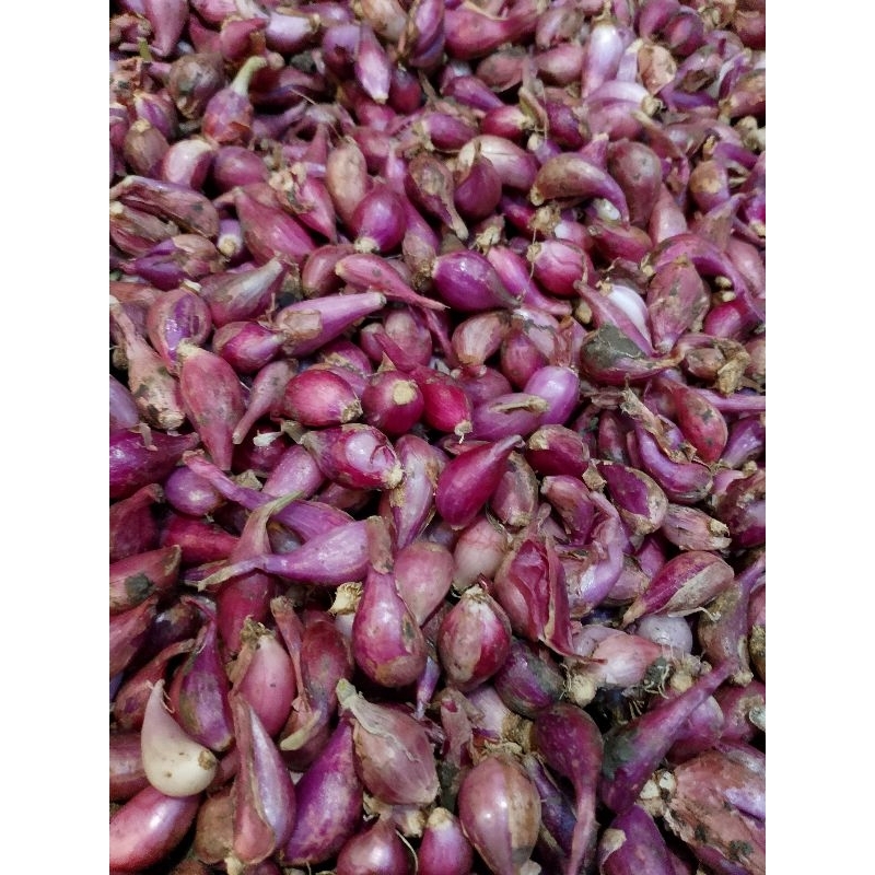 

bawang merah berebes kecil 1kg kering