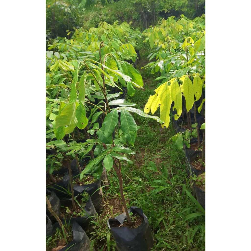 Bibit Kelengkeng New Kristal (Kateki)