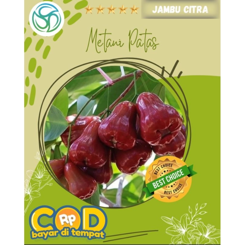 Jambu Air Citra | Bibit Jambu Air Manis || Bibit Jambu Dataran Rendah | Bibit Jambu Dataran Tinggi
