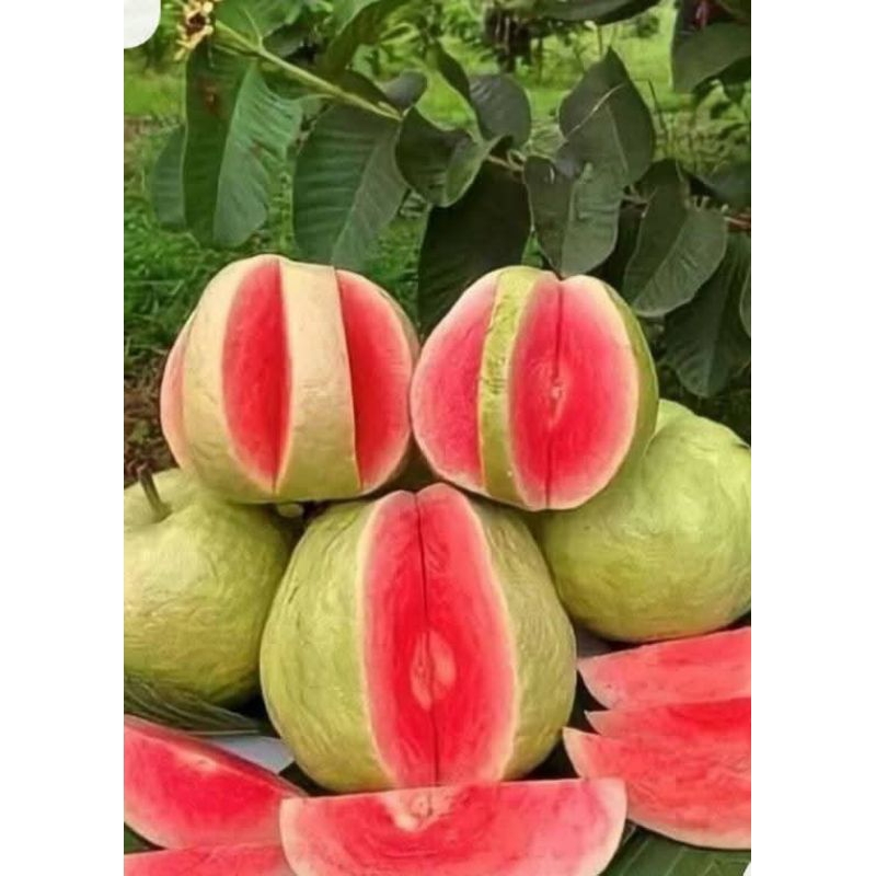 

Jambu merah/biji merah(500g)