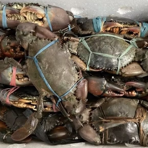 

Kepiting Bakau Hidup