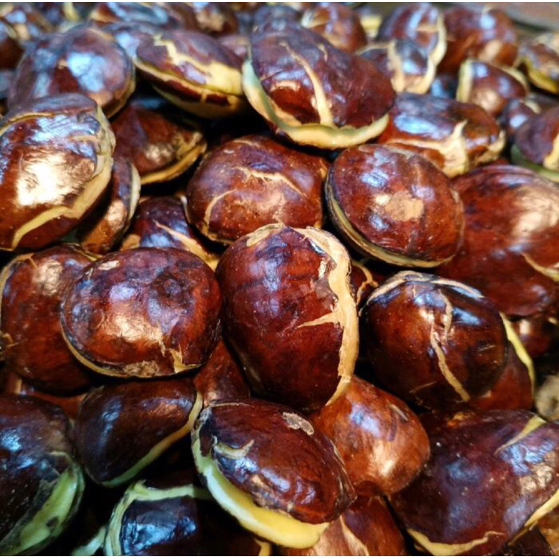 

Jengkol Tua Super 500gr | Jengkol Super | Jengkol Tua Full surtil