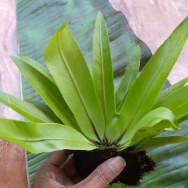 Kadaka mini tanaman hias aviary