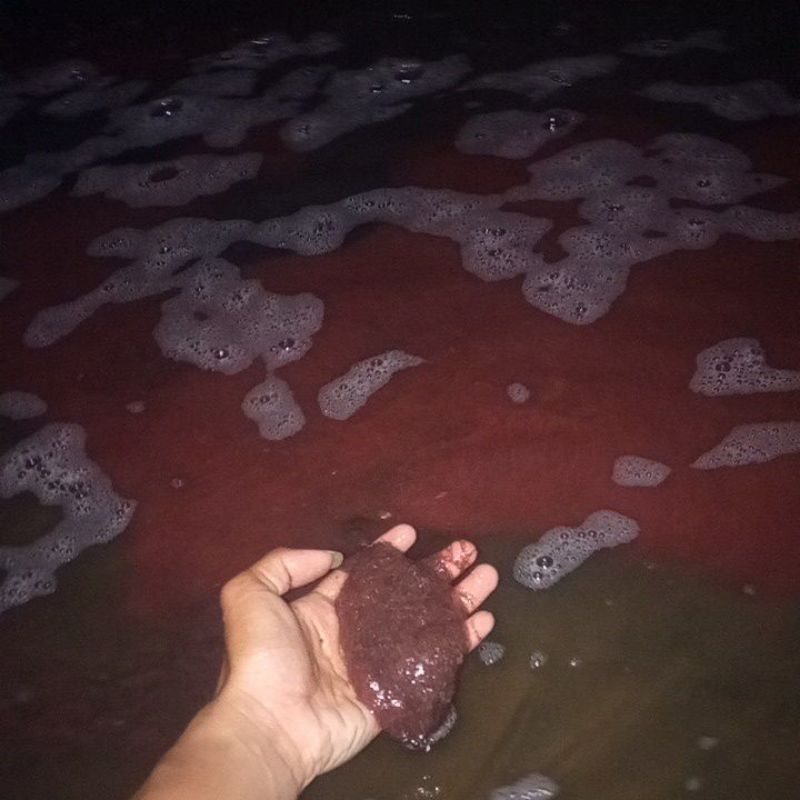 cacing sutra makanan ikan hias ikan lele