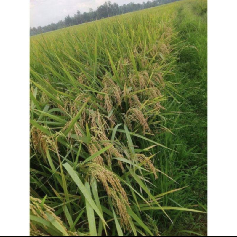 benih padi cibatu 08 1kg