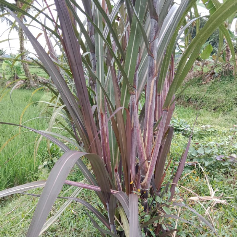 

Daun tebu hitam/tebu ireng segar per ikat 150gram