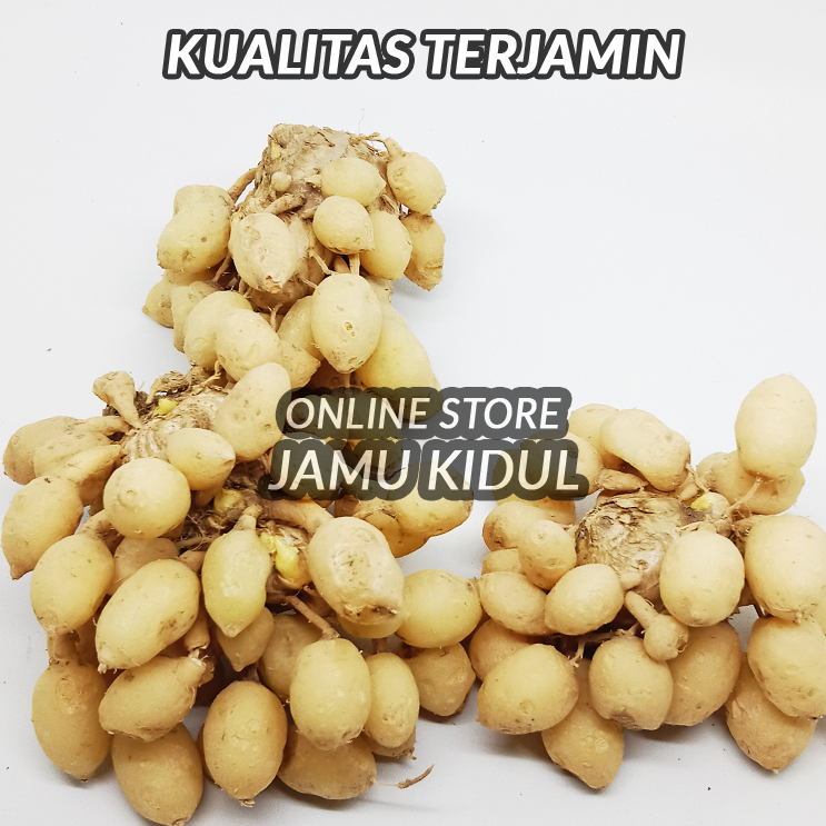 

Kunyit Putih GOMBYOK Segar Organik Fresh dari Gunung Kidul