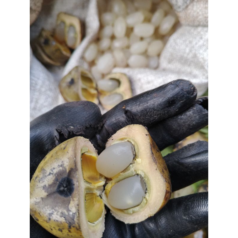 

kolang Kaling super 1 kg