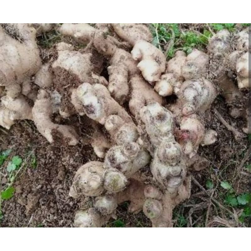 

jahe gajah besar 1kg