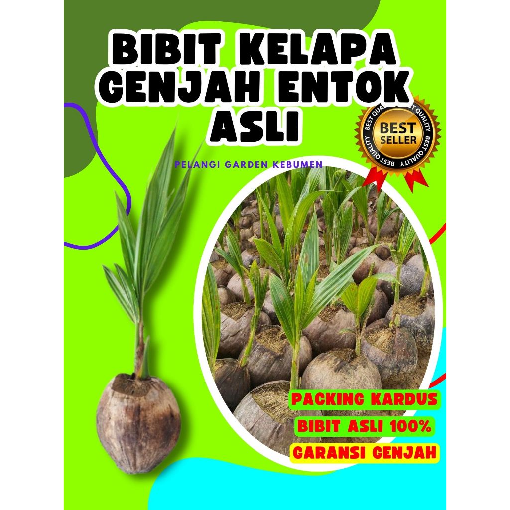 BIBIT PREMIUM.. Benih Buah Kelapa Kopyor Madu, Benih Buah Kelapa Kopyor Sumenep, Benih Buah Kelapa K