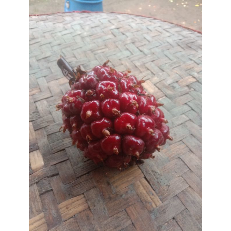 

Buah honje fresh 250 g dipetik dari kebun langsung