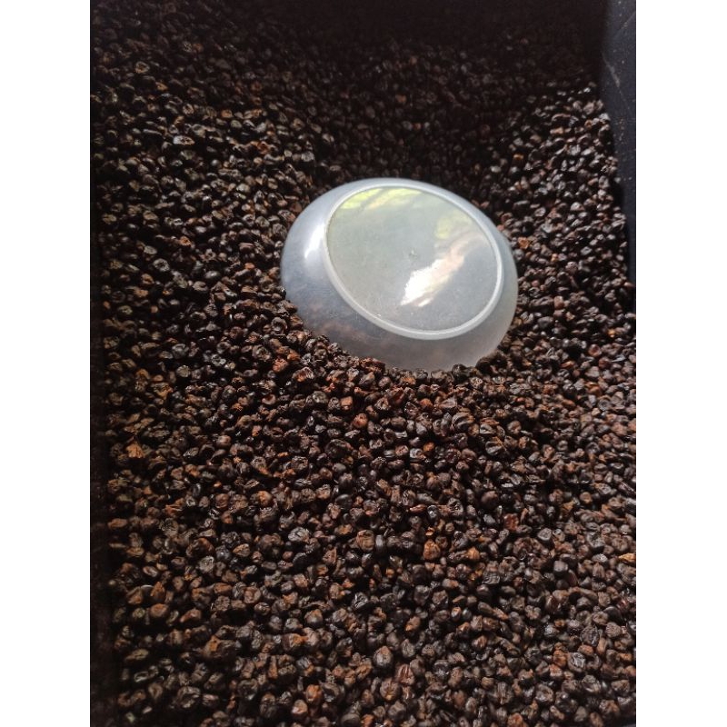 

JAGUNG GORENG , jagung kering., CAMPURAN KOPI harga GLOSIRRR ambayrr