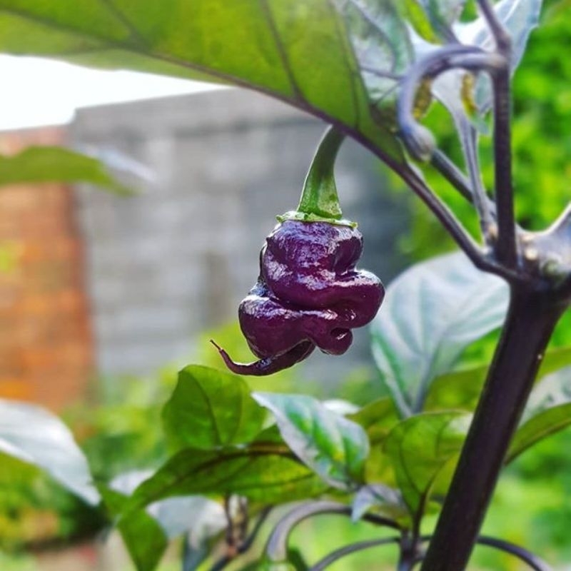 Bibit Cabe Carolina Purple Carolina Reaper Ungu isi 4 Benih
