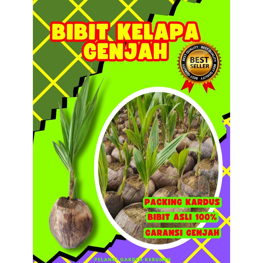LANGSUNG PETANI.. Pokok Kelapa Asli, Pokok Kelapa Besar, Pokok Kelapa Bonsai