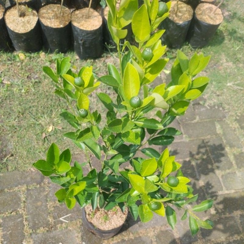 bibit jeruk monde/sonkit