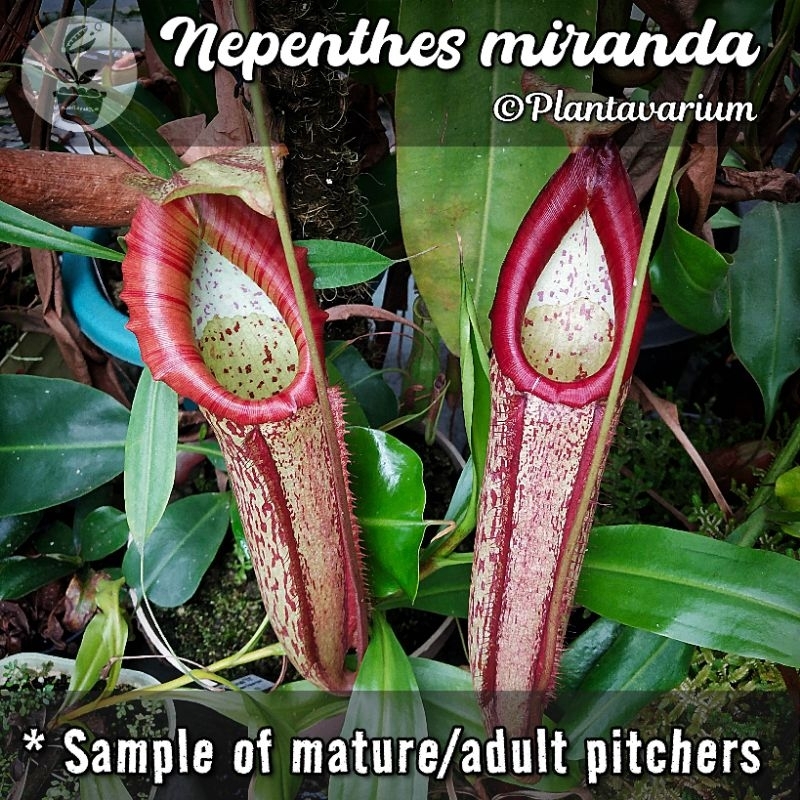 Tanaman Karnivora Kantung Semar Nepenthes Miranda