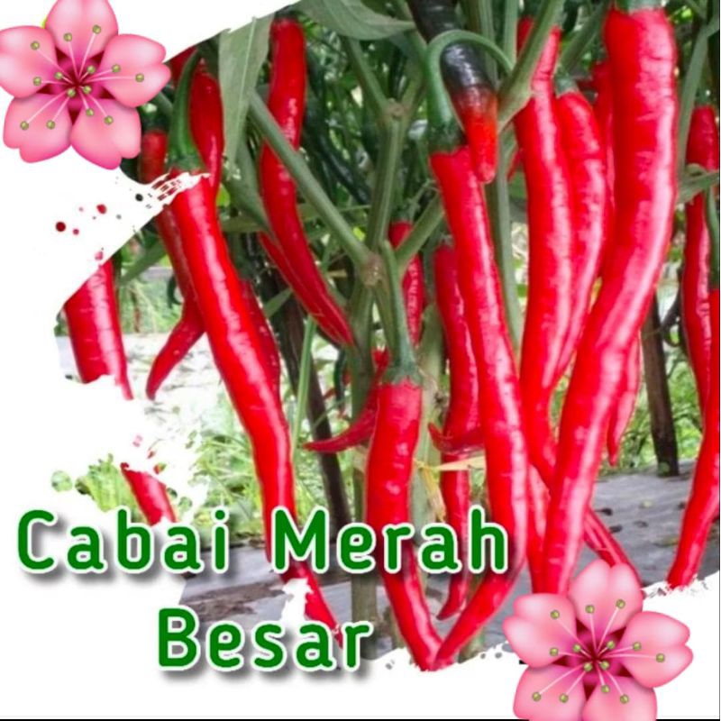 

Jual Bibit Cabai Merah Besar Jual Isi Dalam
