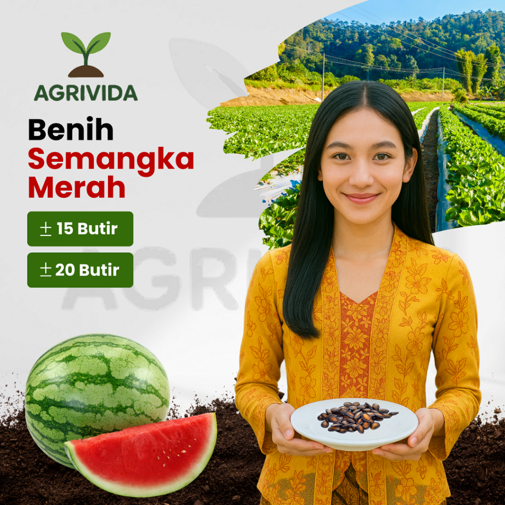 Benih Buah Semangka Merah Benih buah buahan pilihan