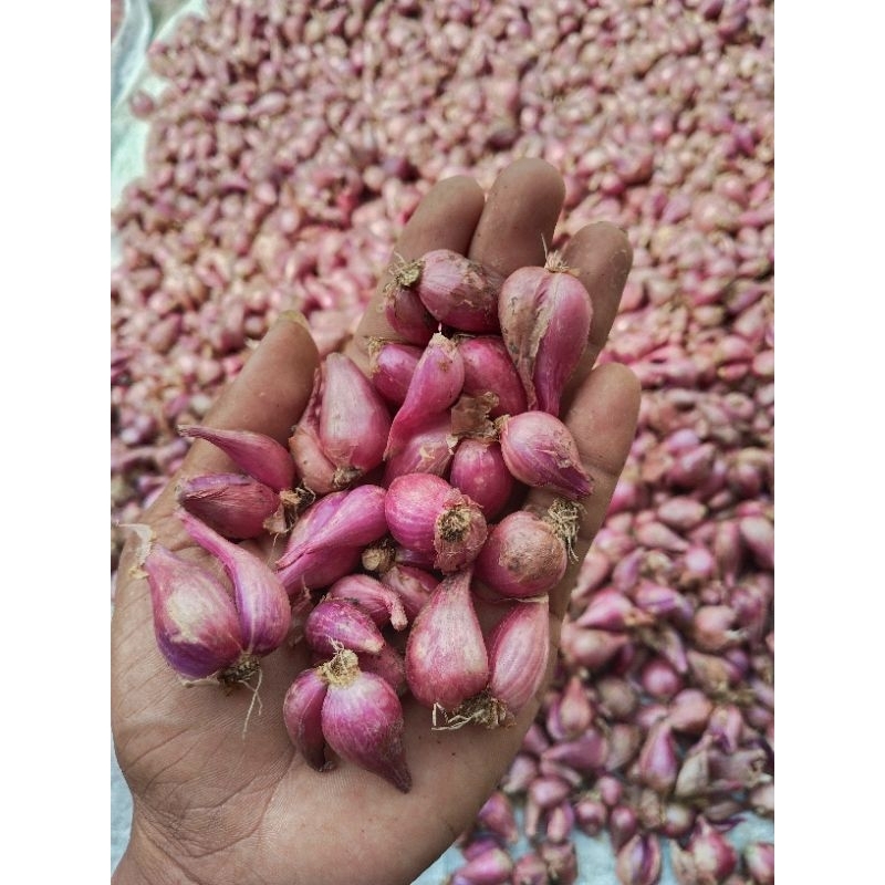 

BAWANG MERAH KECIL MURAH 1KG