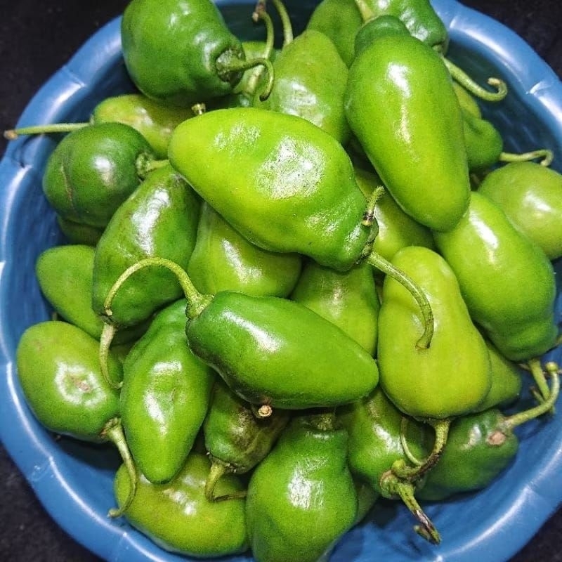 

Cabe Gendot Segar Isi 1000gr/1kg - paket hemat buah/sayuran cabe gendot dieng