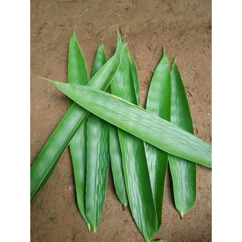 1 KG Daun Bambu Segar Asli - Bungkus Kicang / Kwecang – Wangi & Siap Pakai