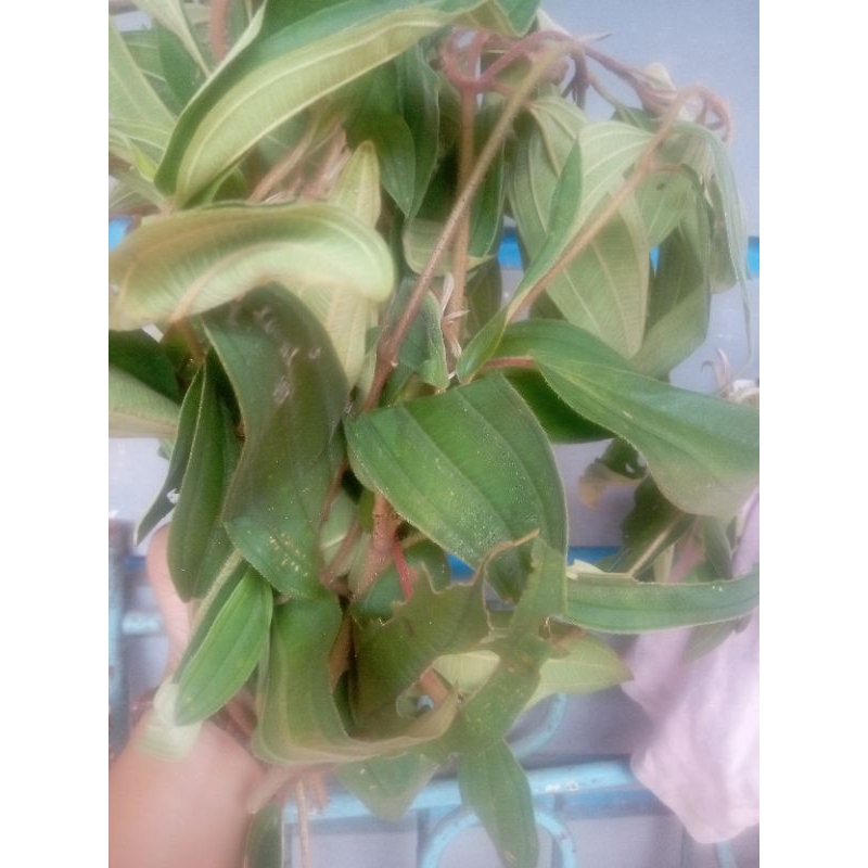 

daun harendong 200 grm