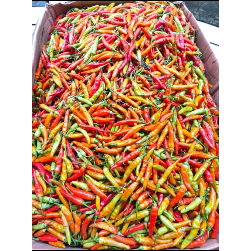 

Cabe Cablak 1kg Hrg 30rb