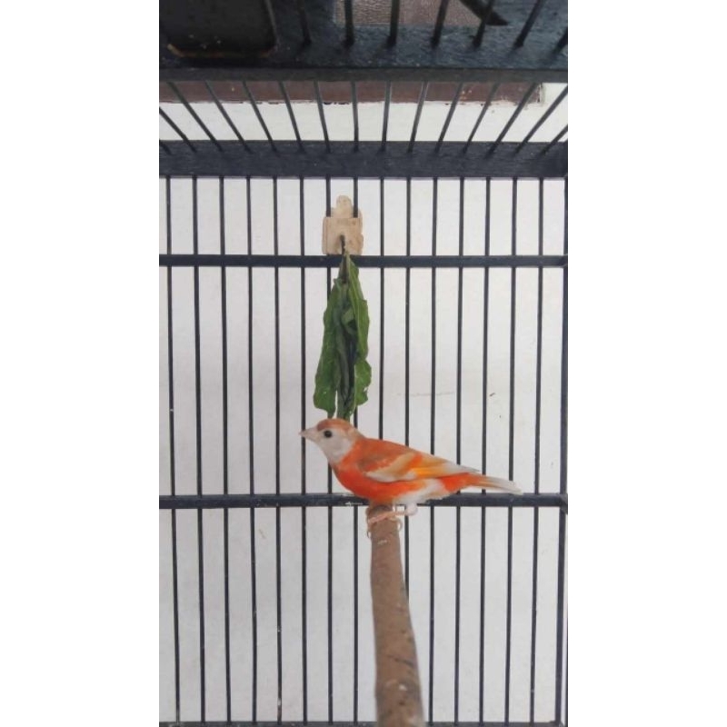 red siskin double dilute