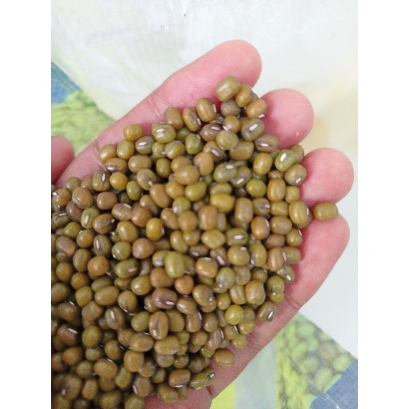 

Kacang Ijo / Kacang Hijau / Mung Bean Super Import Australia
