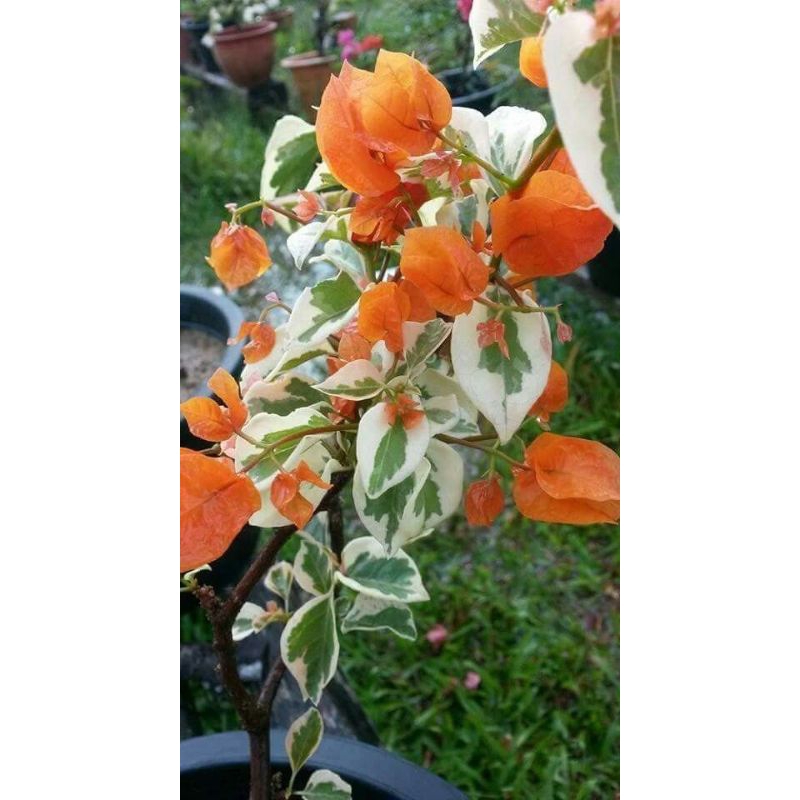 Bugenvil varigata oranye atau bugenvil varigata bunga oranye