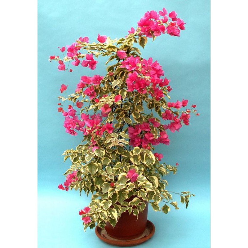 Bougainvillea varigata atau bugainvillea varigata bunga pink