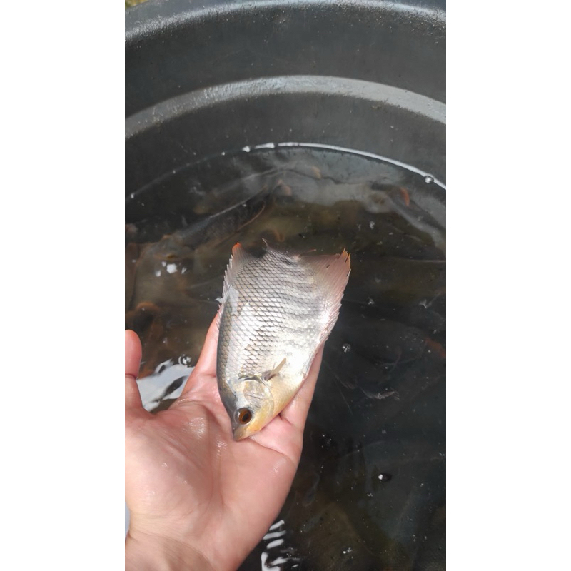 bibit ikan gurame soang, paket 30 ekor ikan gurame soang