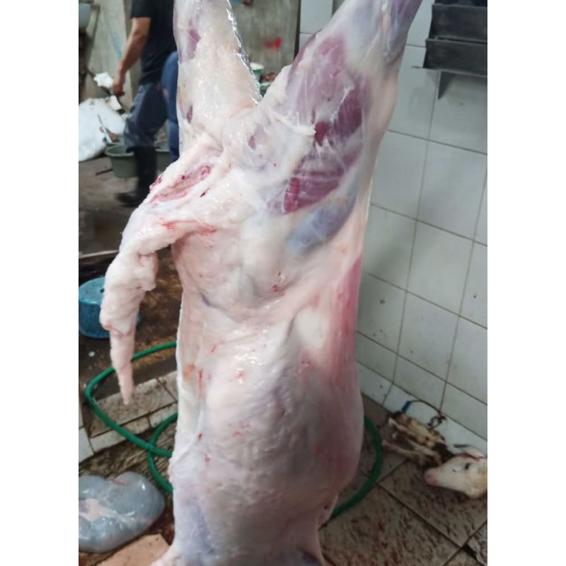 

TulangKambing